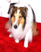 los angeles, 5 de marzo - lassie en el estreno de mr peabody and sherman en el teatro del pueblo el 5 de marzo de 2014 en westwood, ca foto