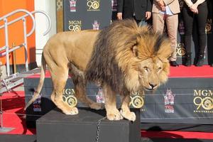 LOS ANGELES, JAN 22 -  Leo the Lion at the MGM 90th Anniversary Celebration Kick-Off Event at TCL Chinese Theater on January 22, 2014 in Los Angeles, CA photo
