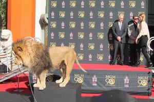 LOS ANGELES, JAN 22 -  Leo the Lion, Gary Barber, Sylvester Stallone at the MGM 90th Anniversary Celebration Kick-Off Event at TCL Chinese Theater on January 22, 2014 in Los Angeles, CA photo