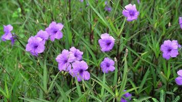 beautiful purple or violet flower video