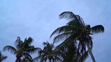 palmeira de coco com vento e céu nublado video