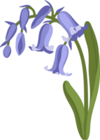 bluebell flower hand drawn illustration. png