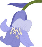 blåklocka blomma handritad illustration. png