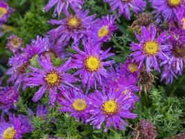 flores de aster symphyotrichum novi-belgii alice haslam foto