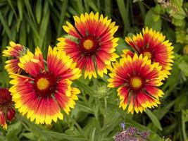 Bright and pretty Gaillardia blanket flowers in a garden photo