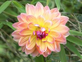 Large double Dahlia bloom in sunlight in a garden photo