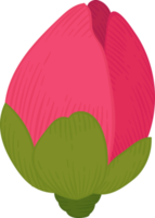 Pink camellia flower hand drawn illustration. png