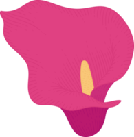 Pink calla lily flower hand drawn illustration. png