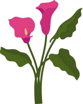rosa calla lilja blomma handritad illustration. png