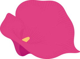 ilustración de dibujado a mano de flor de lirio de cala rosa. png