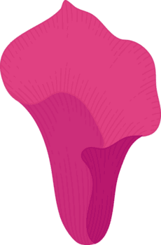 rosa calla lilja blomma handritad illustration. png