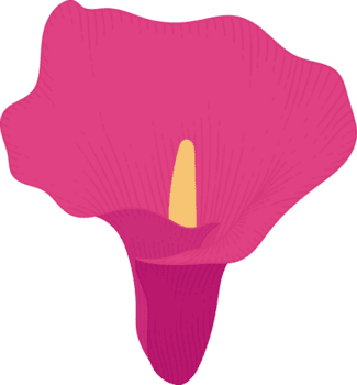 rosa calla lilja blomma handritad illustration. png