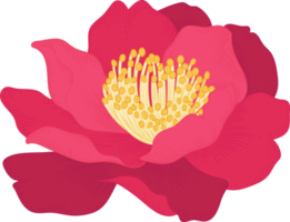 illustrazione disegnata a mano del fiore della camelia rosa. png