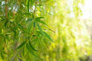 Green young spring leaves from willow tree. Variable focus photo
