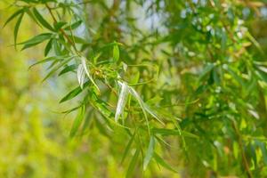 Green young spring leaves from willow tree. Variable focus photo