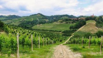 paisajes de viñedos en monta d'alba, en la langhe piamontesa. en el verano de 2022 foto