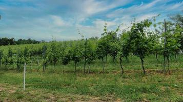 landscapes of vineyards in monta d'alba, in the Piedmontese Langhe. in the summer of 2022 photo