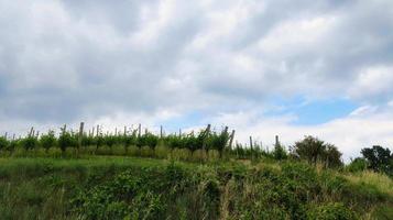 landscapes of Monta d'alba in the Piedmontese Langhe during the mangialonga of 2022 photo