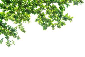 Green leaves branch isolated with copy space on white background photo