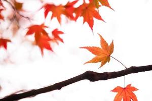 hermosas hojas de arce otoñales en la naturaleza, follaje otoñal foto