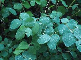 raindrops on leaves photo