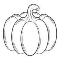 calabaza entera. una verdura de estilo lineal, dibujada a mano. ingrediente alimentario, elemento de diseño. arte lineal. ilustración vectorial en blanco y negro. Aislado en un fondo blanco vector