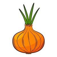 Onion head. A vegetable in a linear style, drawn by hand. Food ingredient, design element.Color vector illustration with outline. Isolated on a white background