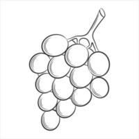 grape,berry in a linear style. Black and white vector decorative element, drawn by hand. Isolated on white background.Isolated on white background.