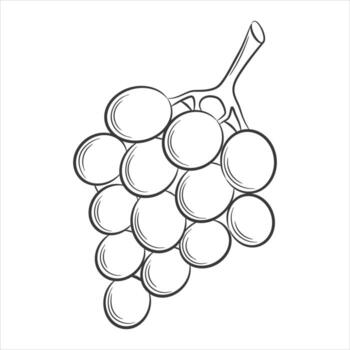 grape,berry in a linear style. Black and white vector decorative element, drawn by hand. Isolated on white background.Isolated on white background.