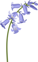 bluebell flower hand drawn illustration. png