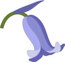 ilustración de dibujado a mano de flor de campanilla. png