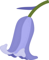 blåklocka blomma handritad illustration. png