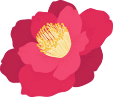fleur de camélia rose illustration dessinée à la main. png