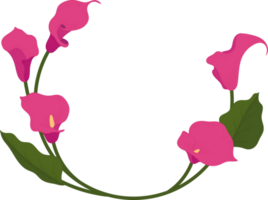 rosa calla lilja blomma handritad illustration. png