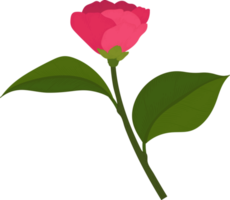 ilustração desenhada à mão de flor de camélia rosa. png