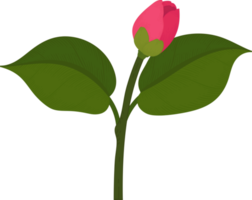 ilustración de dibujado a mano de flor de camelia rosa. png