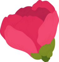 Pink camellia flower hand drawn illustration. png