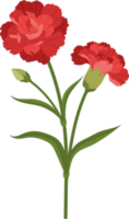 red carnation flower hand drawn illustration. png