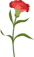 röd nejlika blomma handritad illustration. png