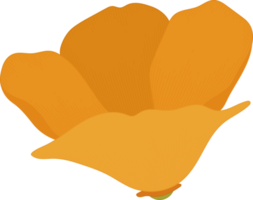 Orange california poppy flower hand drawn illustration. png