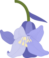 blåklocka blomma handritad illustration. png