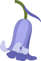 ilustração de mão desenhada flor campainha. png