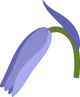 ilustración de dibujado a mano de flor de campanilla. png