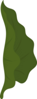 calla lily leaf handritad illustration. png