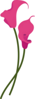 Pink calla lily flower hand drawn illustration. png