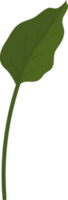 calla lily leaf handritad illustration. png