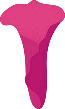 rosa calla lilja blomma handritad illustration. png
