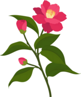 rosa camellia blomma handritad illustration. png