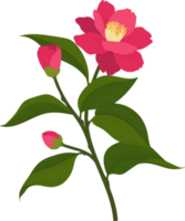 rosa kamelienblume handgezeichnete illustration. png