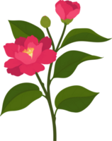 Pink camellia flower hand drawn illustration. png